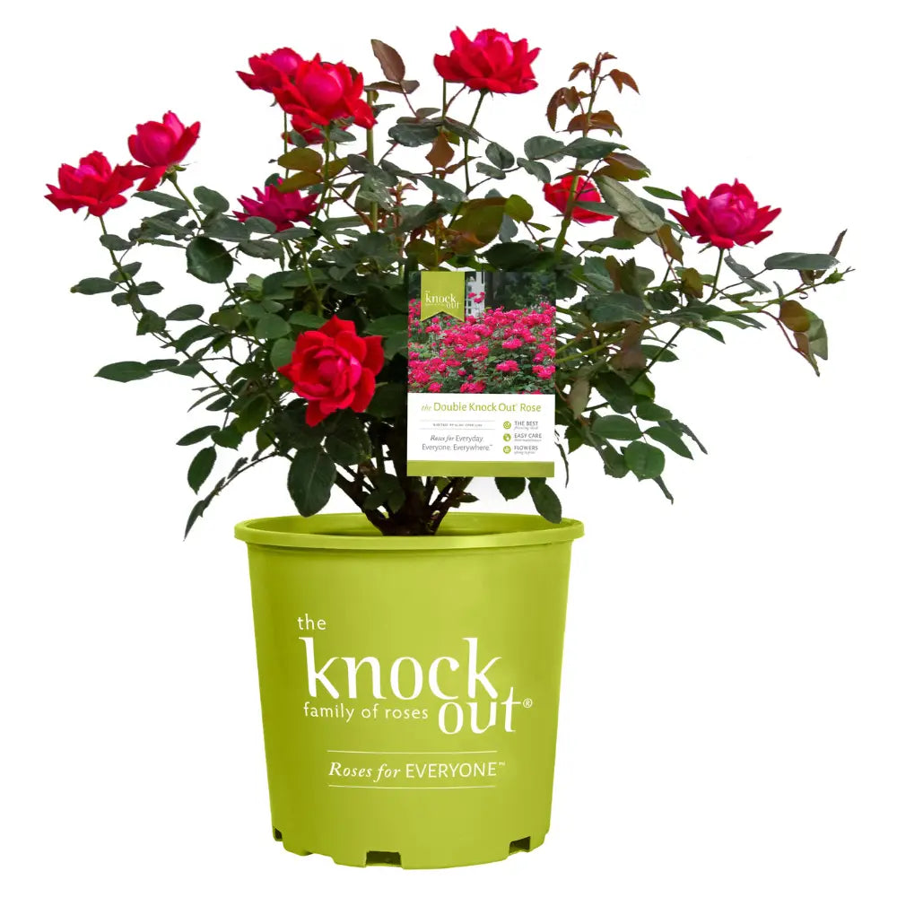 Double Knock Out Rose with large cherry red double flowers