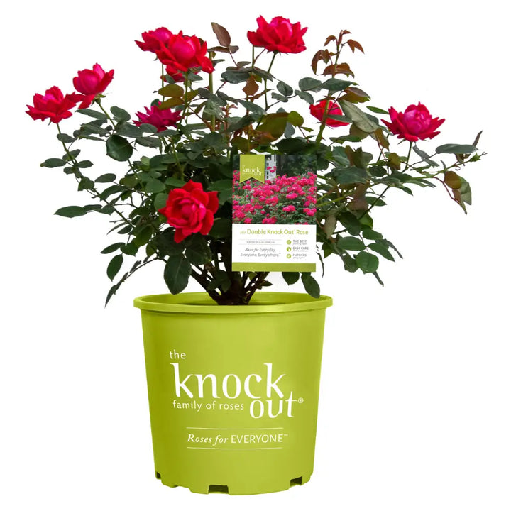 Double Knock Out Rose with large cherry red double flowers
