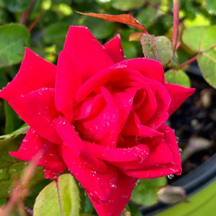 Double Knock Out Rose with large cherry red double flowers