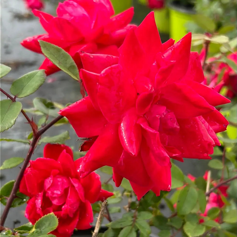 Double Knock Out Rose with large cherry red double flowers
