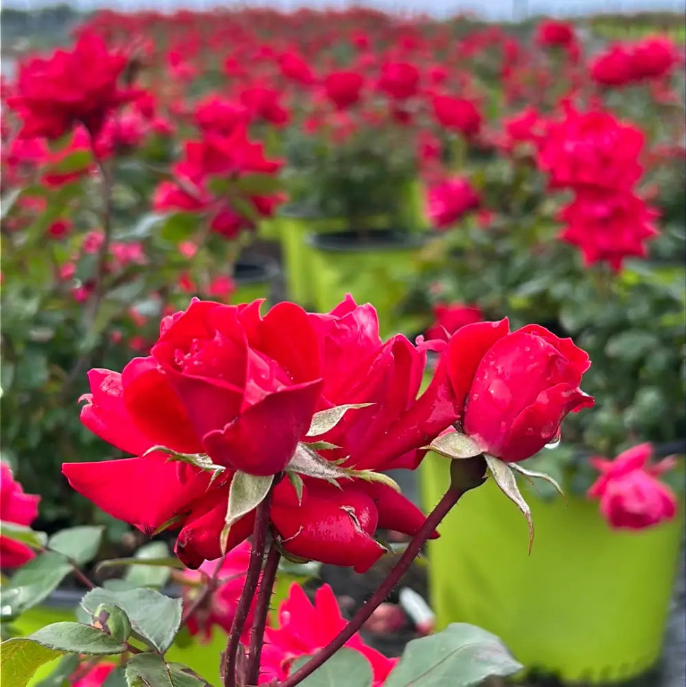 Double Knock Out Rose with large cherry red double flowers