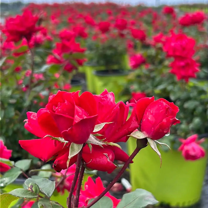 Double Knock Out Rose with large cherry red double flowers