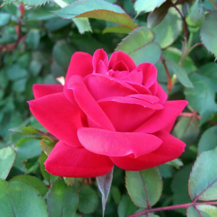 Double Knock Out Rose with large cherry red double flowers