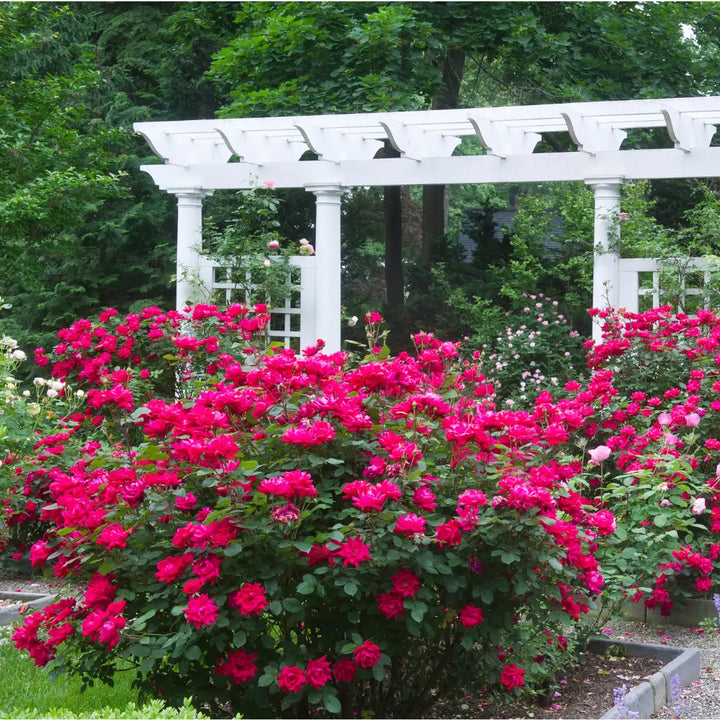 Double Knock Out Rose with large cherry red double flowers