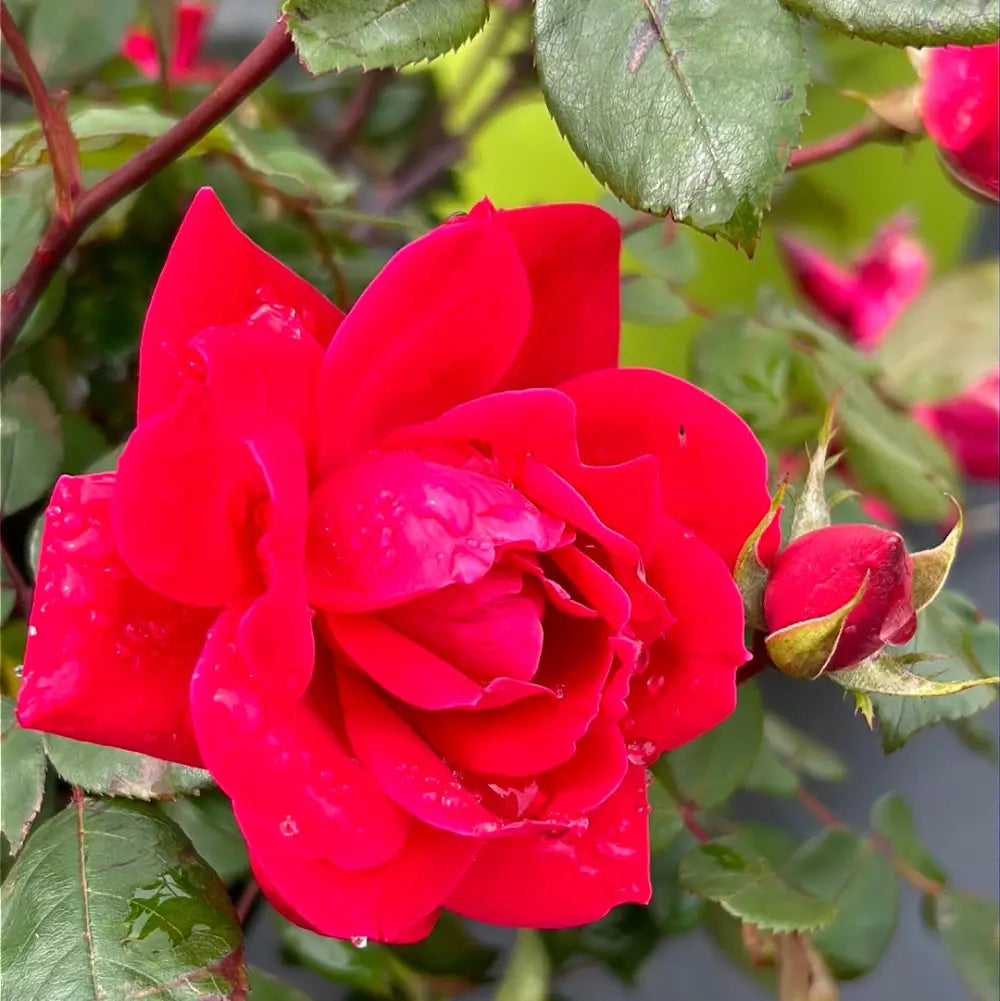 Double Knock Out Rose with large cherry red double flowers