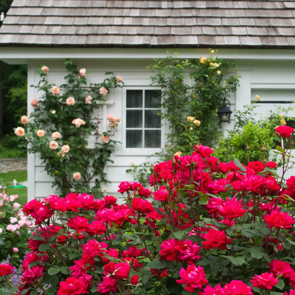 Double Knock Out Rose with large cherry red double flowers