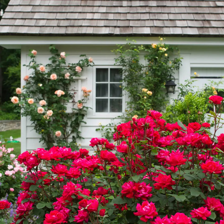 Double Knock Out Rose with large cherry red double flowers