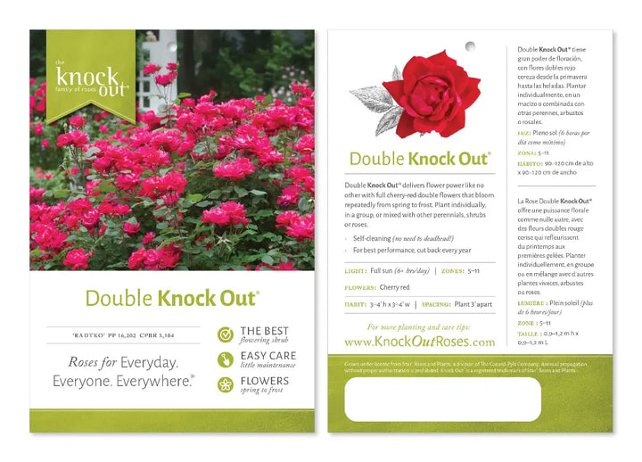 Double Knock Out Rose with large cherry red double flowers