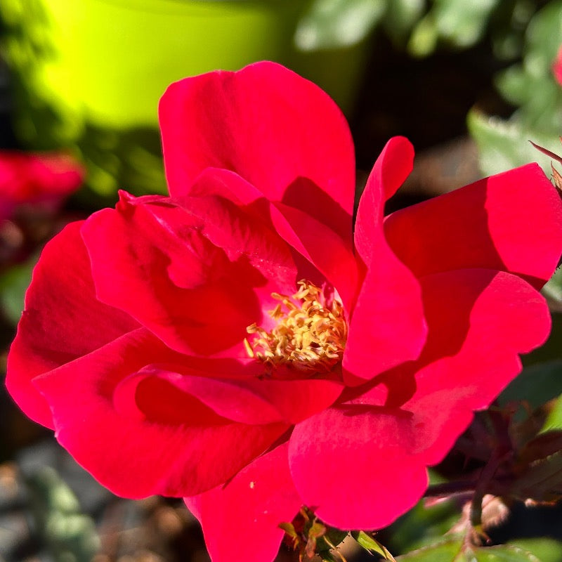Knock Out Rose with cherry red flowers and green foliage