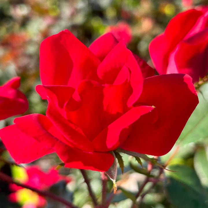 Knock Out Rose with cherry red flowers and green foliage