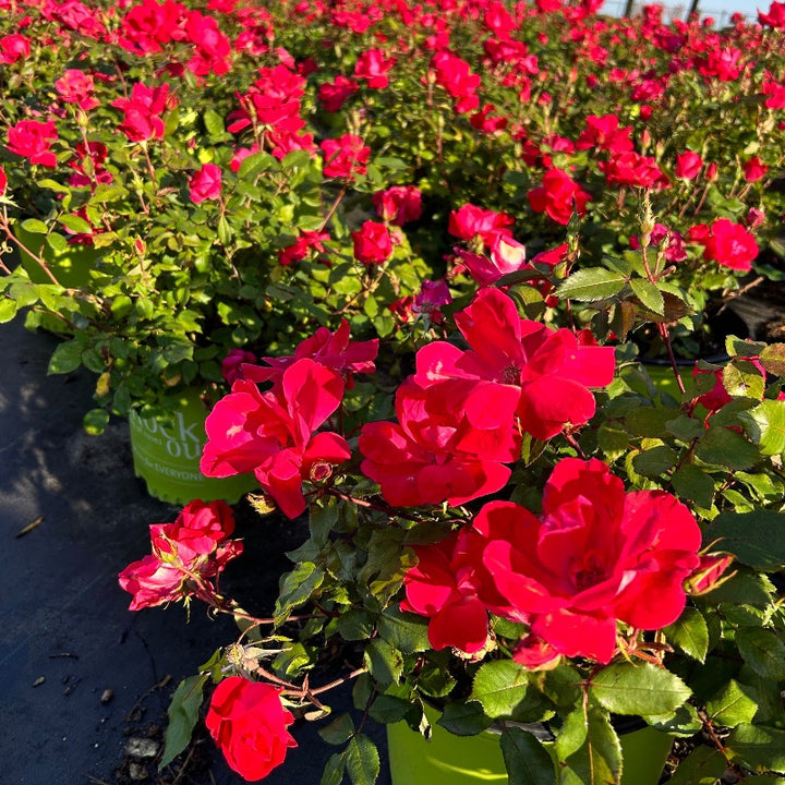 Knock Out Rose with cherry red flowers and green foliage