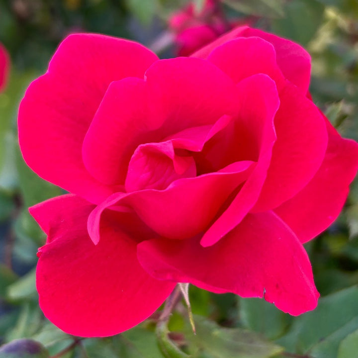 Knock Out Rose with cherry red flowers and green foliage