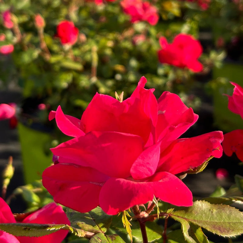 Knock Out Rose with cherry red flowers and green foliage
