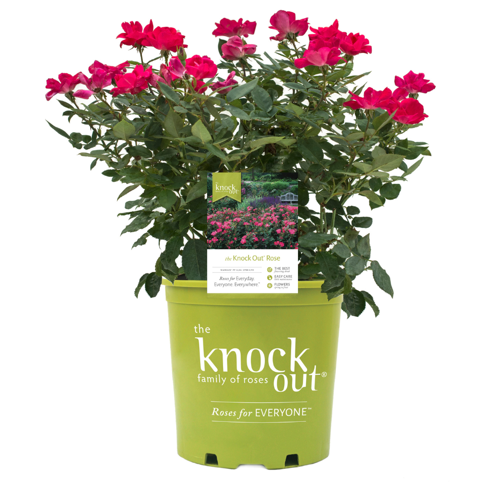 Knock Out Rose with cherry red flowers and green foliage