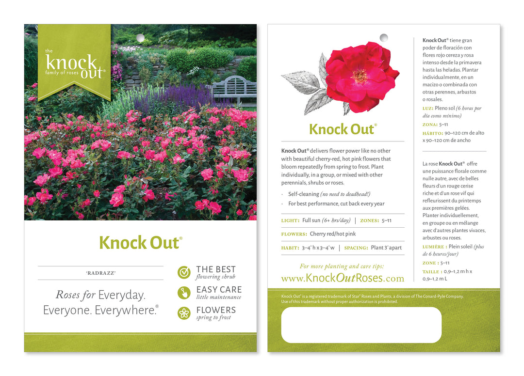 Knock Out Rose with cherry red flowers and green foliage