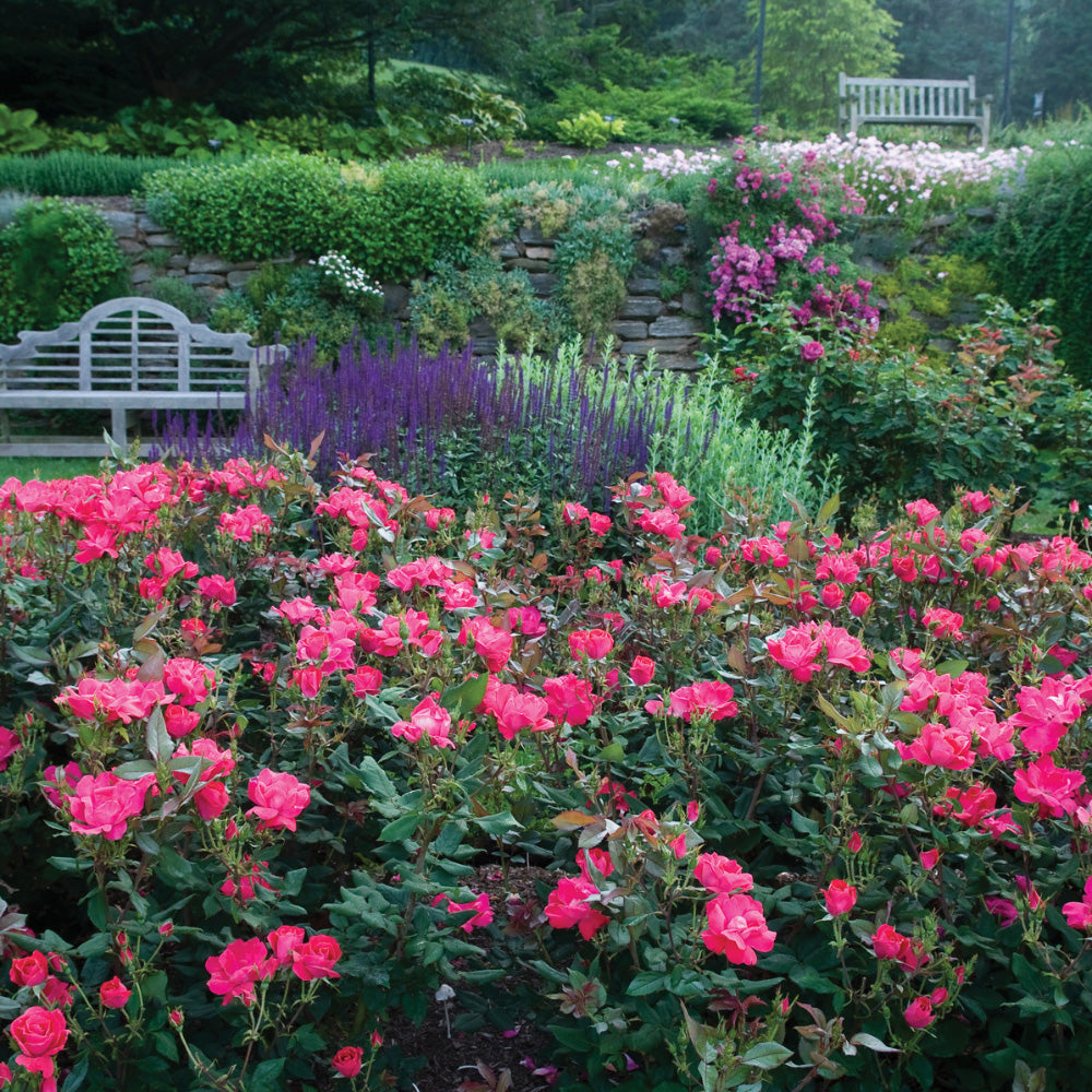 Knock Out Rose with cherry red flowers and green foliage