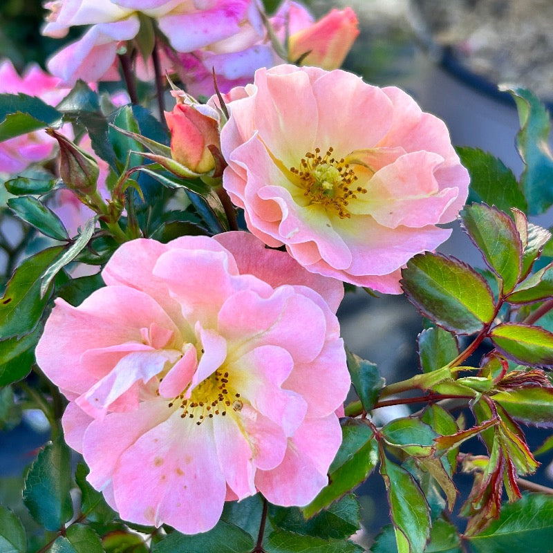 Peach Drift Rose with soft peach double flowers