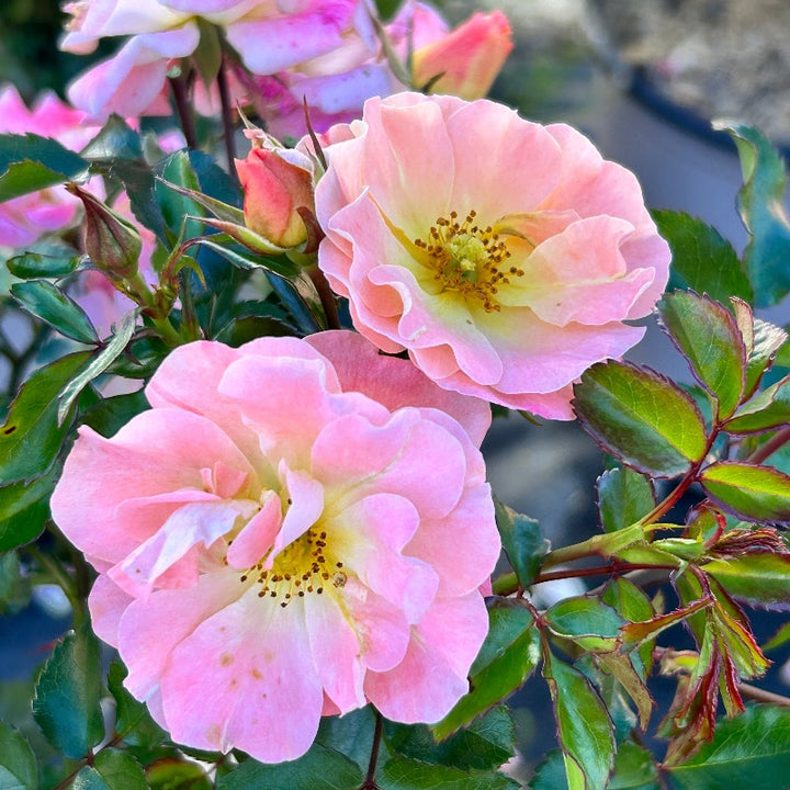 Peach Drift Rose with soft peach double flowers