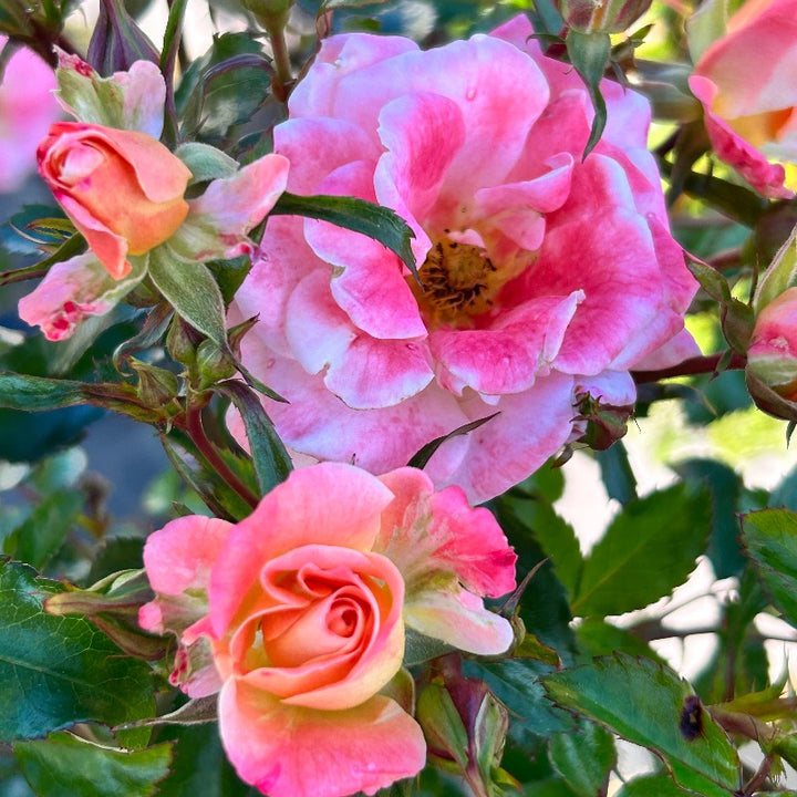 Peach Drift Rose with soft peach double flowers