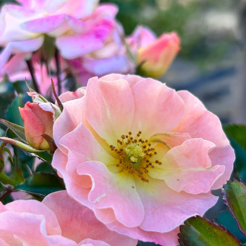 Peach Drift Rose with soft peach double flowers