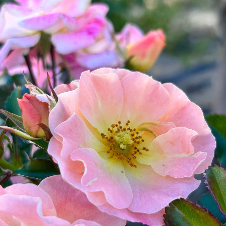Peach Drift Rose with soft peach double flowers