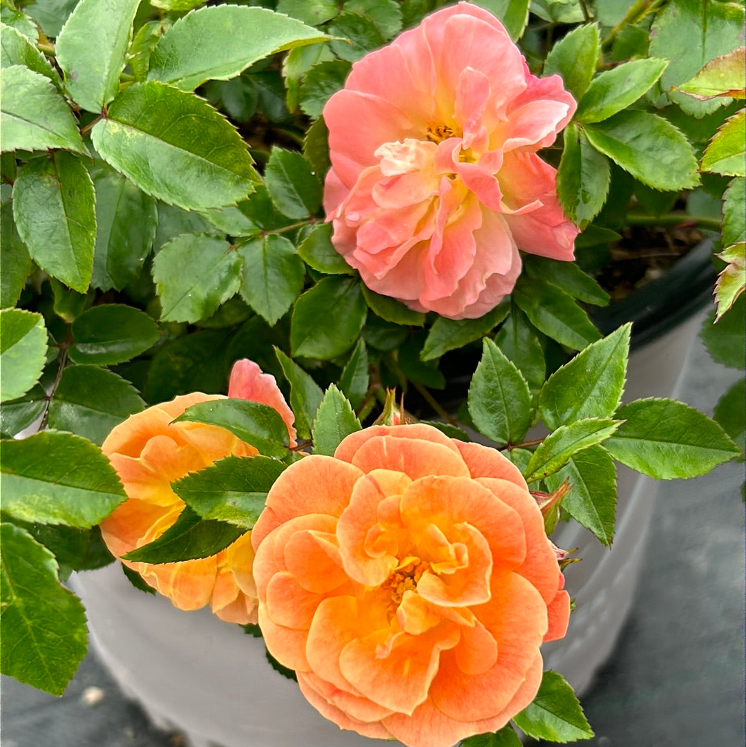 Peach Drift Rose with soft peach double flowers