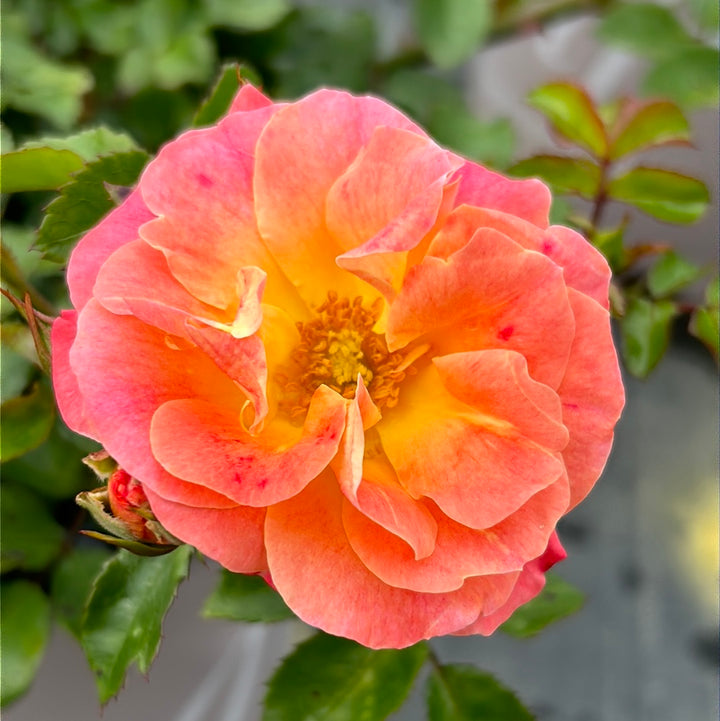 Peach Drift Rose with soft peach double flowers