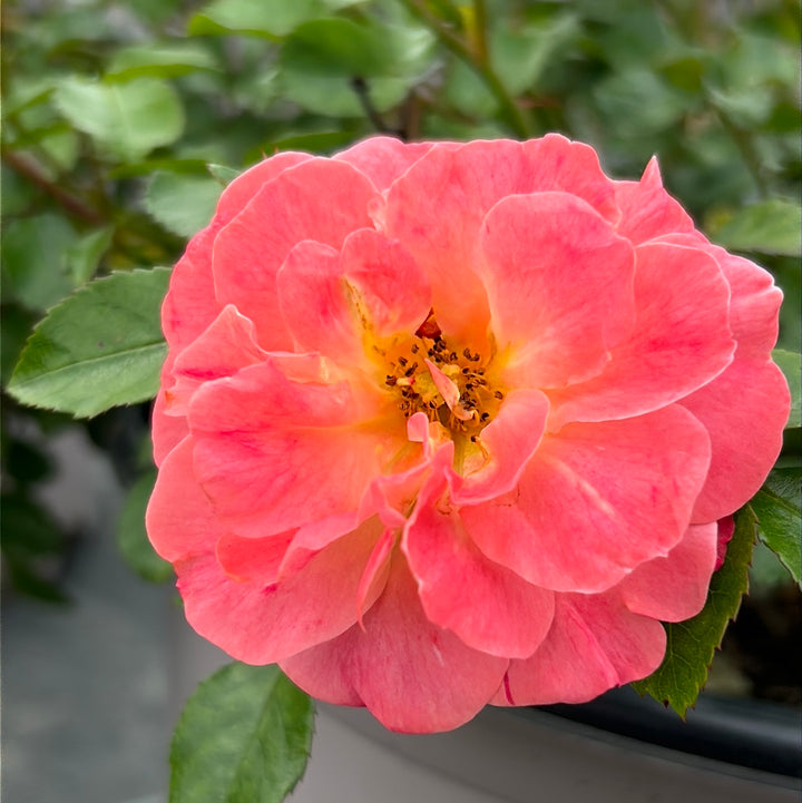 Peach Drift Rose with soft peach double flowers