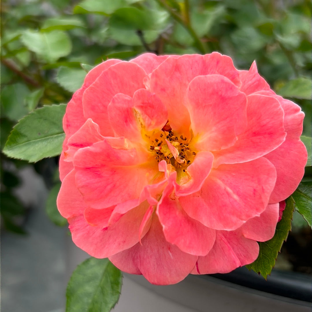 Rose Peach Drift #3