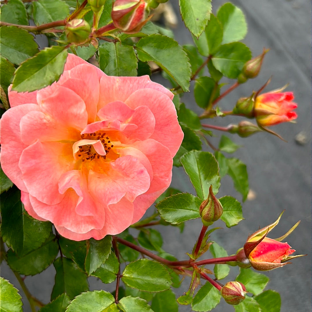 Peach Drift Rose with soft peach double flowers