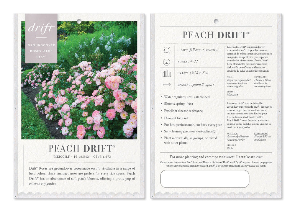 Peach Drift Rose with soft peach double flowers