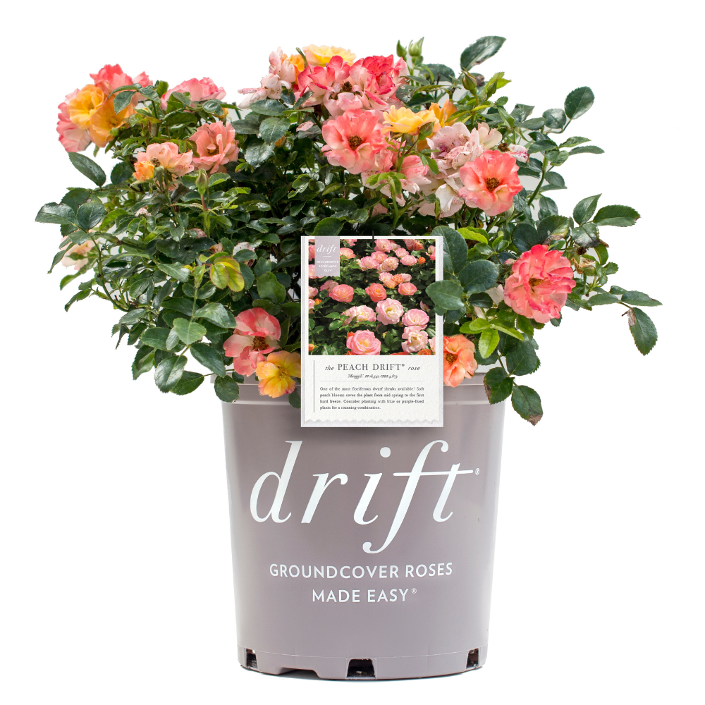 Peach Drift Rose with soft peach double flowers