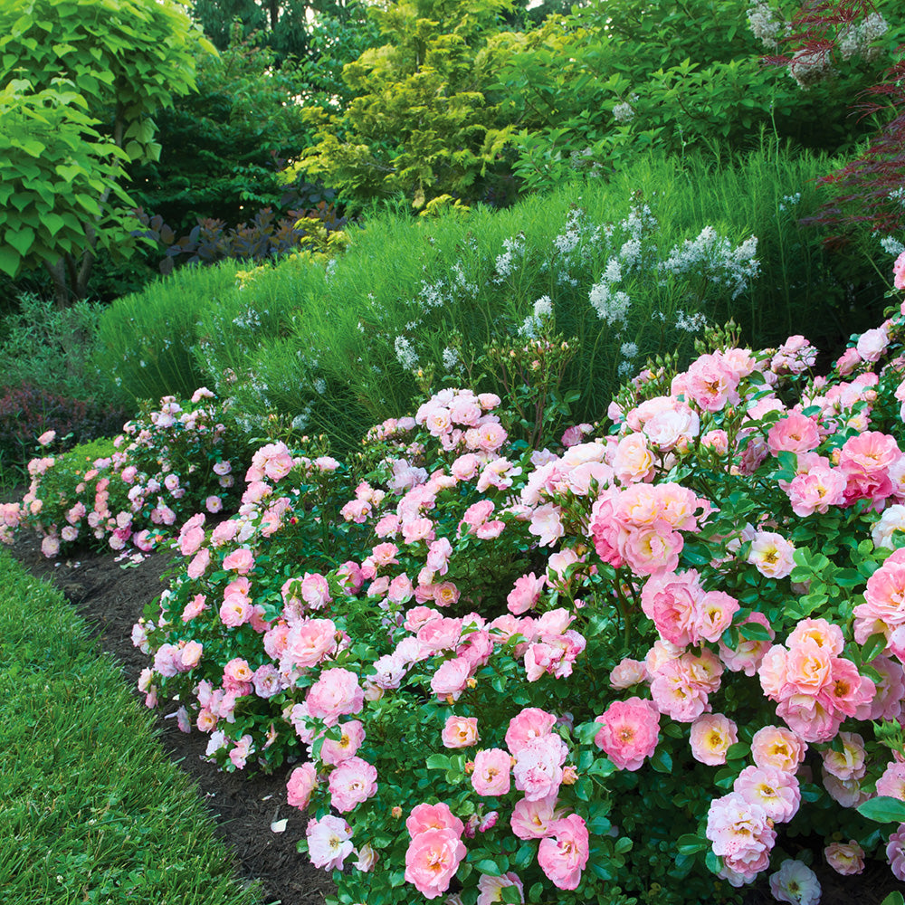 Peach Drift Rose with soft peach double flowers