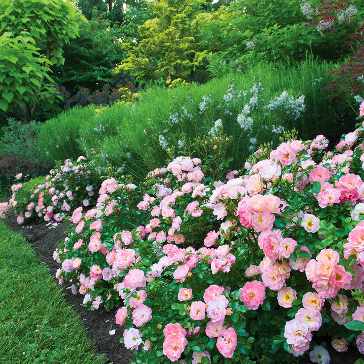 Peach Drift Rose with soft peach double flowers
