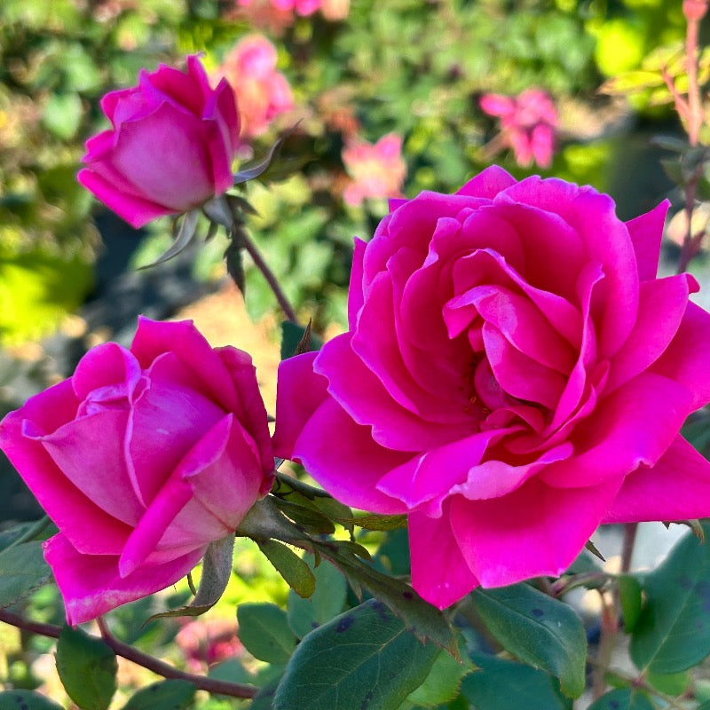 Pink Double Knock Out Rose with bubblegum pink double flowers