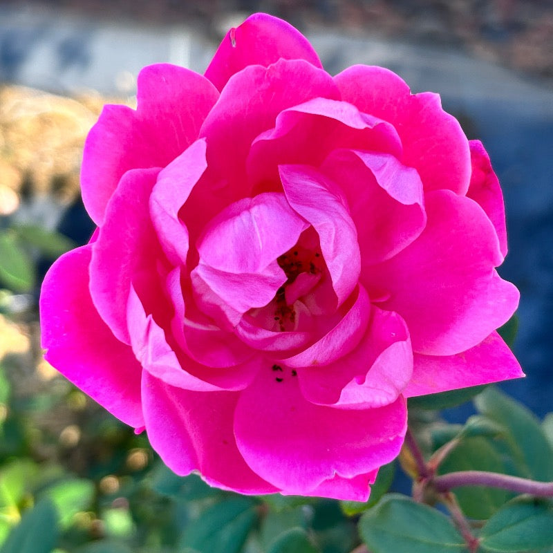Pink Double Knock Out Rose with bubblegum pink double flowers