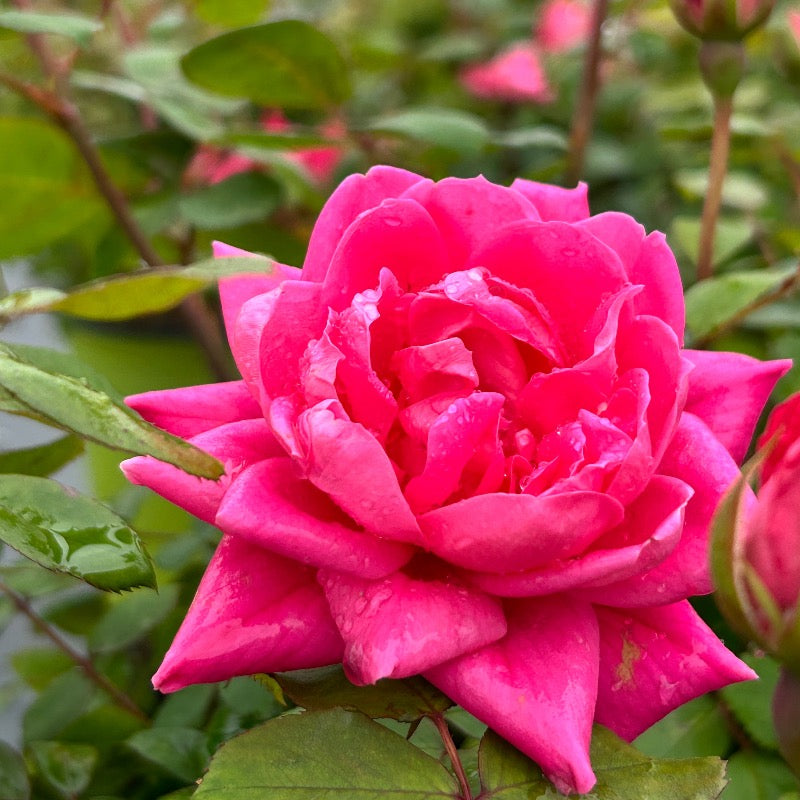 Pink Double Knock Out Rose with bubblegum pink double flowers