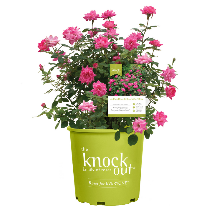 Pink Double Knock Out Rose with bubblegum pink double flowers