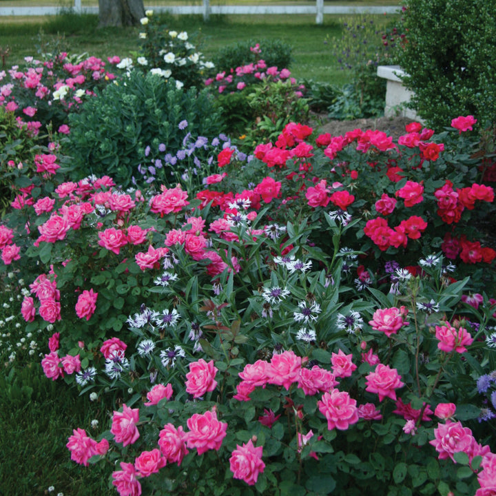Pink Double Knock Out Rose with bubblegum pink double flowers