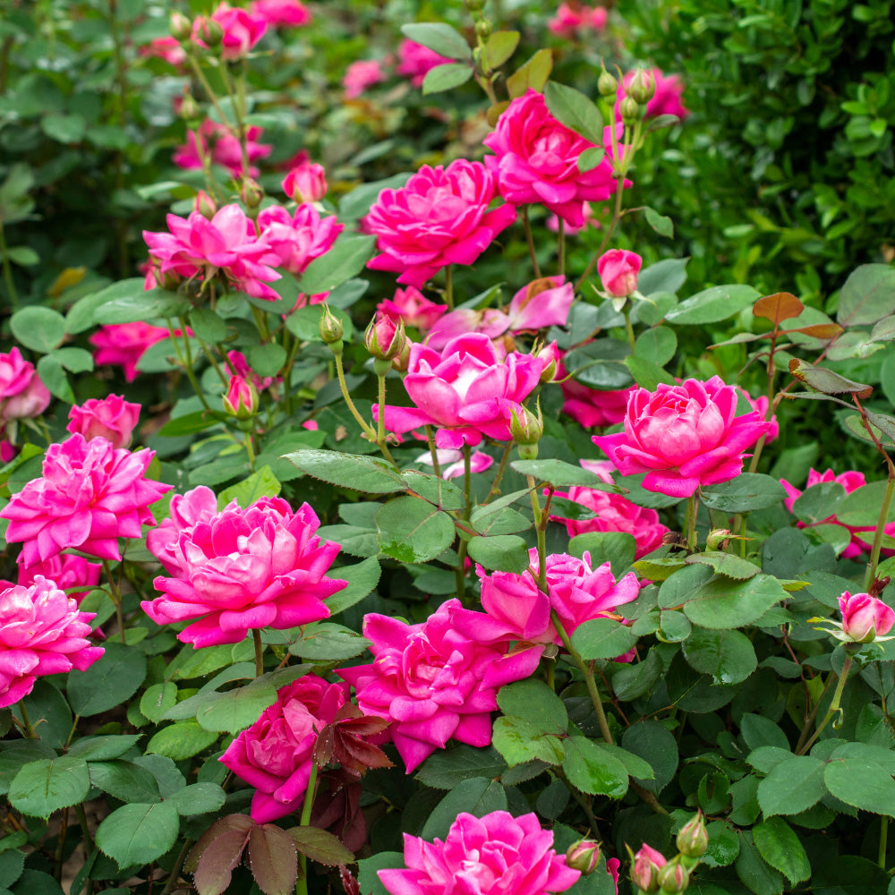 Pink Double Knock Out Rose with bubblegum pink double flowers