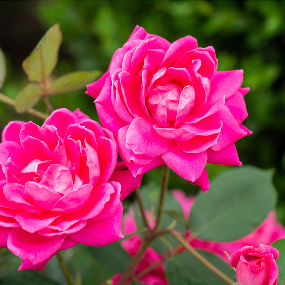 Pink Double Knock Out Rose with bubblegum pink double flowers