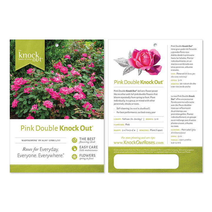 Pink Double Knock Out Rose with bubblegum pink double flowers