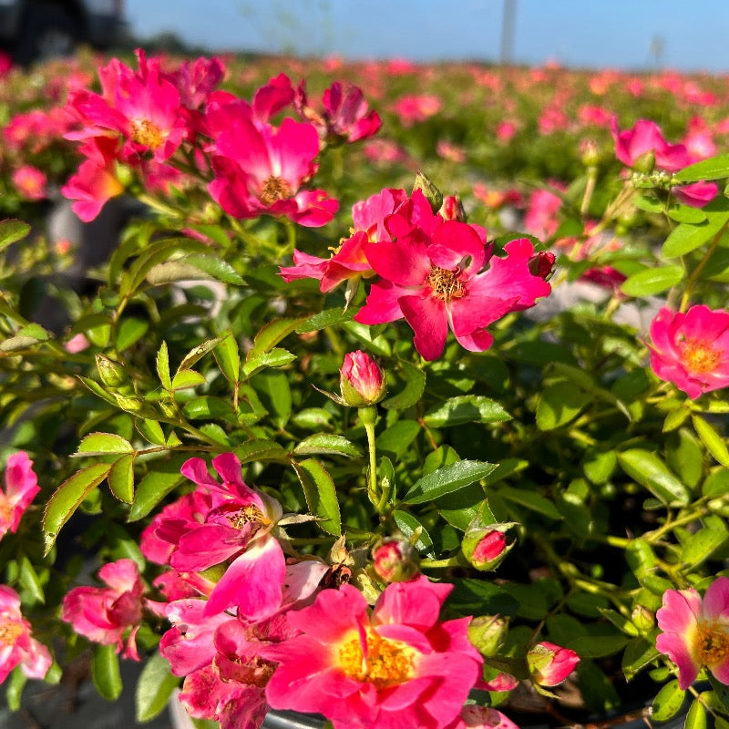 Pink Drift Rose with deep pink flowers and pale centers