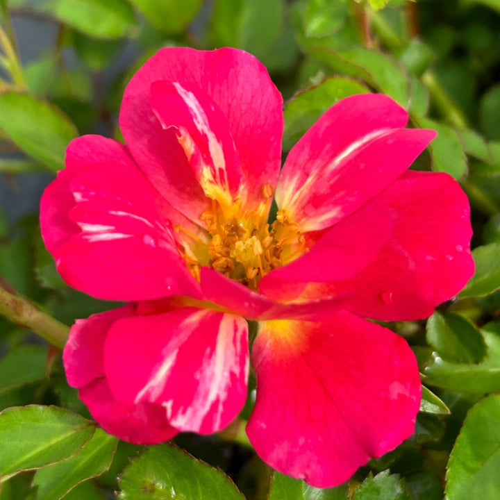 Rose Pink Drift® | GoBuyPlants