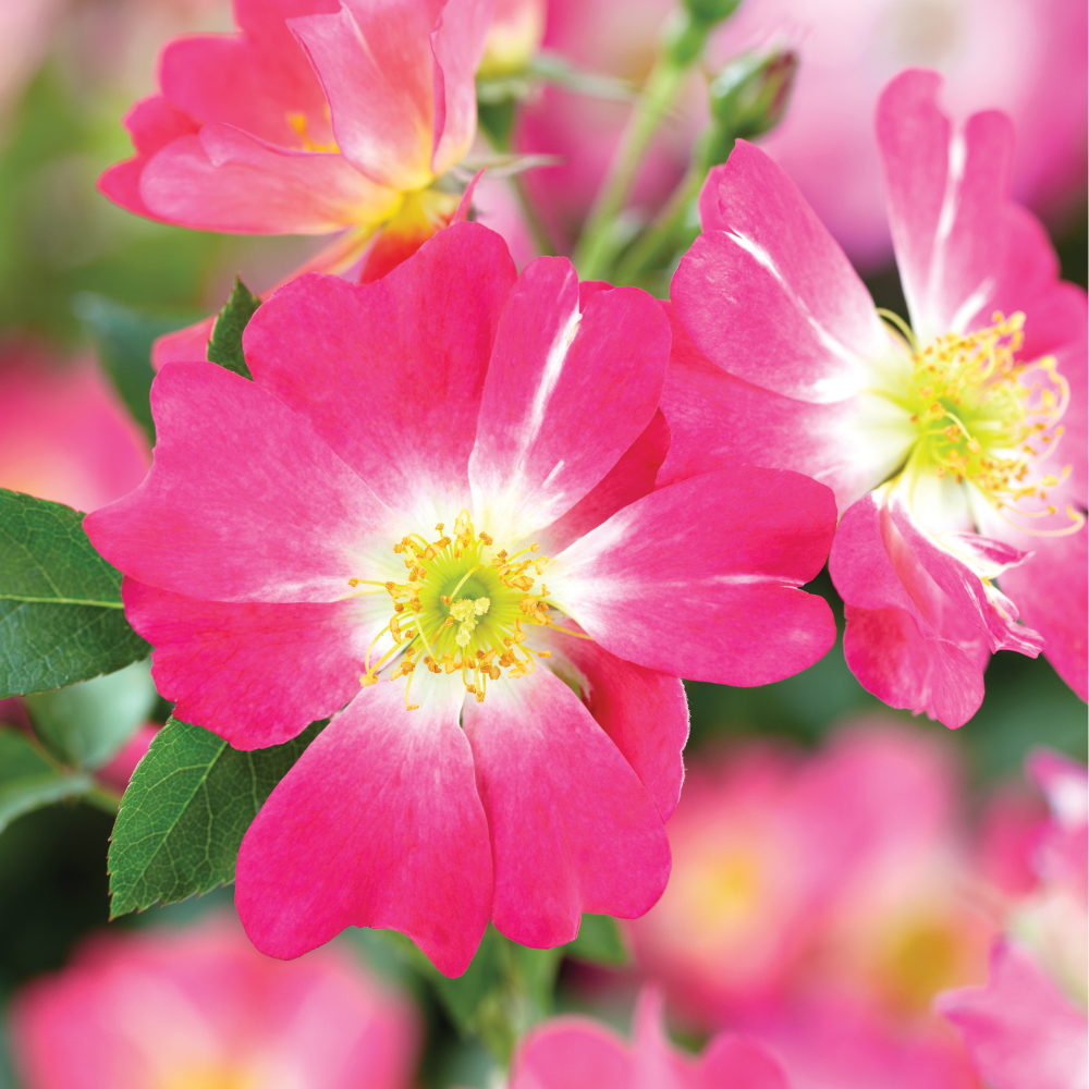 Pink Drift Rose with deep pink flowers and pale centers