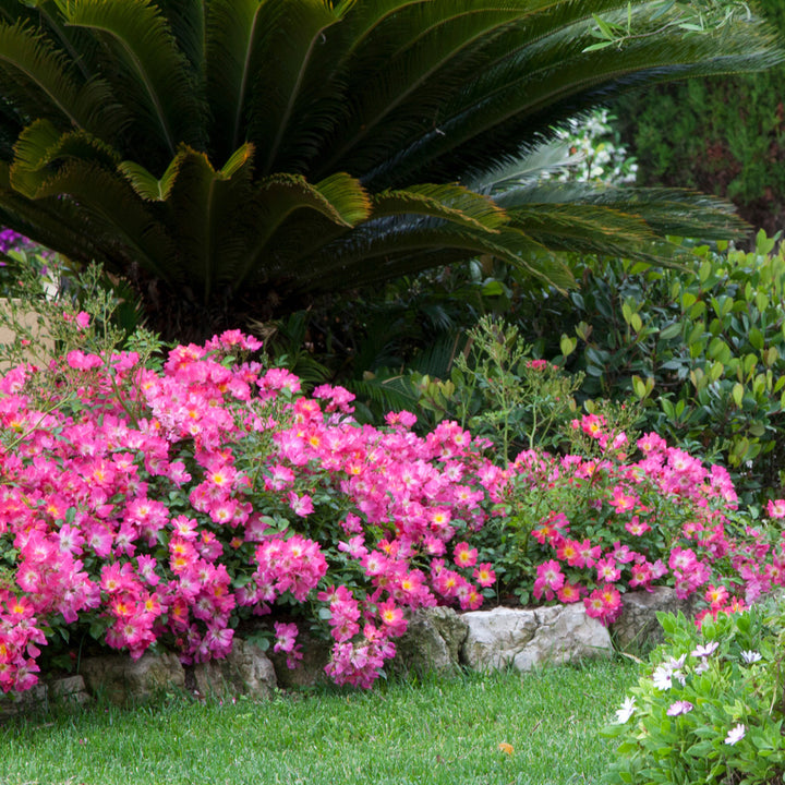 Pink Drift Rose with deep pink flowers and pale centers