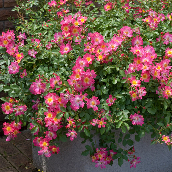 Pink Drift Rose with deep pink flowers and pale centers