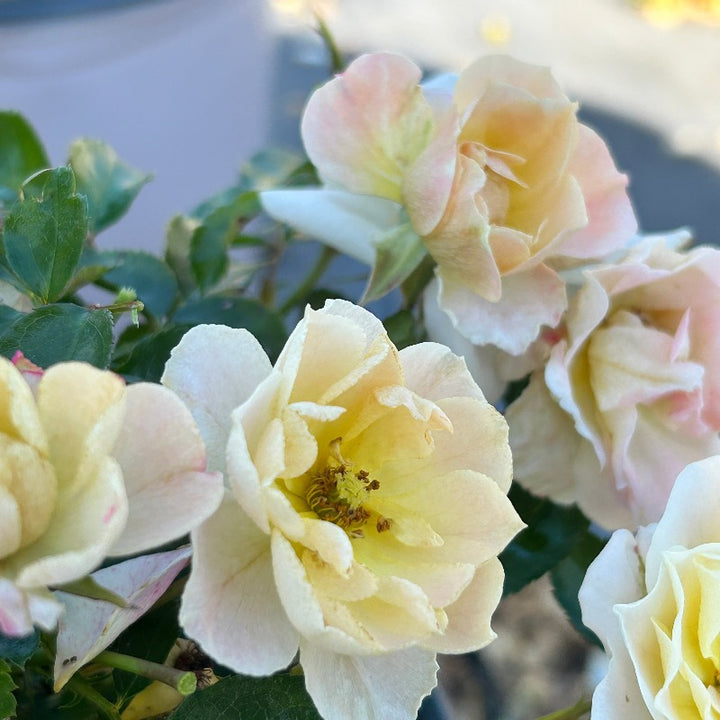 Popcorn Drift Rose with yellow flowers fading to creamy white