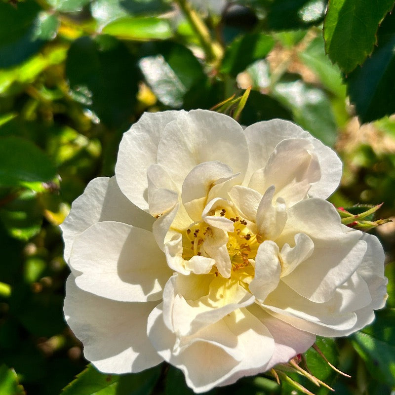Popcorn Drift Rose with yellow flowers fading to creamy white