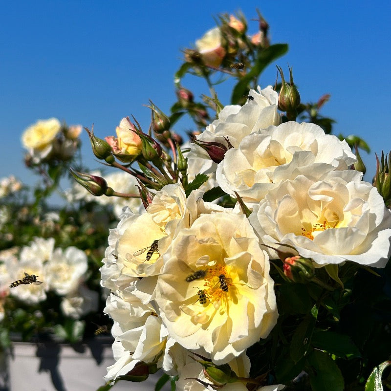 Popcorn Drift Rose with yellow flowers fading to creamy white